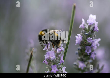 Closeup bumblebee macro photography shot Stock Photo
