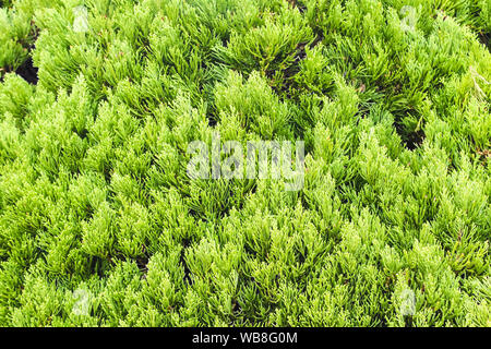 Large green coniferous bush. Natural green background Stock Photo