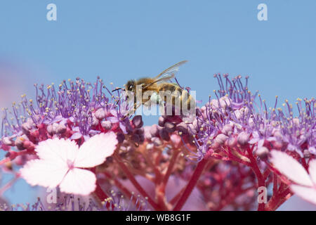 Killearn, Stirlingshire, Scotland, UK. 25th Aug, 2019. UK weather - a honey bee with blue pollen baskets forages on hydrangea flowers under clear blue skies as temperatures rise in a Stirlingshire garden. Pollen colour varies depending on the species of plant from which bees collect pollen and can vary from white to dark blue. Credit: Kay Roxby/Alamy Live News Stock Photo