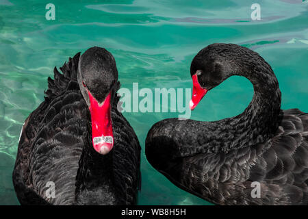 Couple black swans in pond. Two birds with red beaks swim blue water of lake. Love symbol or romantic relations Stock Photo - Alamy