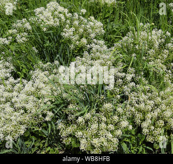 Lepidium a draba white flowers Lepidium draba Stock Photo