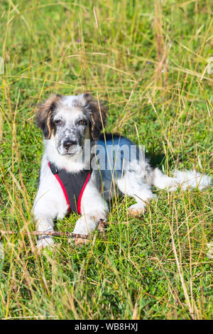 Cute white and black bulgarian shepherd dog puppy with red collar in the grass closeup portrait Stock Photo