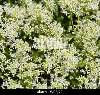 Lepidium a draba white flowers Lepidium draba Stock Photo