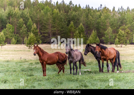 Four horses on a green meadow against the background of a blurred forest. Brown and dark with long manes and tails. It looks like an oil painting. Stock Photo