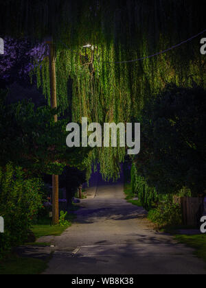 Weeping Willow Tree Overhanging Small Alley At Night With Street Light Stock Photo