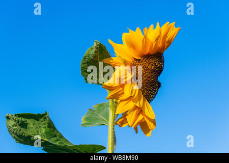 A sunflower that  looks like a face with a blue background Stock Photo