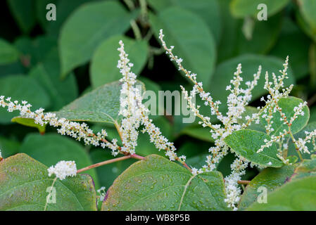Reynoutria white flowers and leaves closeup