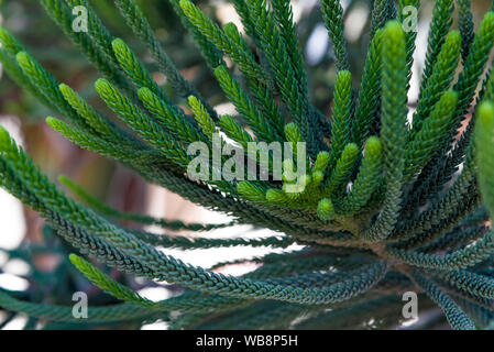 House Pine Norfolk Island Pine Araucaria heterophylla, Araucaria cookii , close up Araucaria Stock Photo