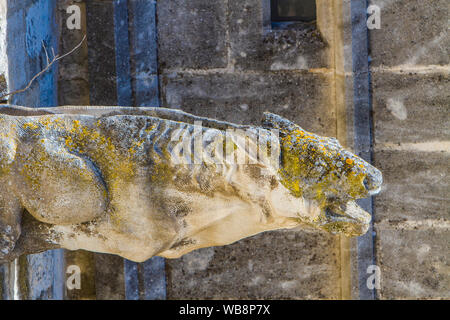 Detail of the dragon shaped waterspout at  Palais des Papes in Avignon, France Stock Photo