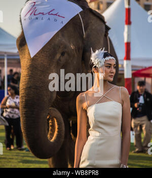 Polo Elephant Event in Bangkok riverside, Thailand Stock Photo