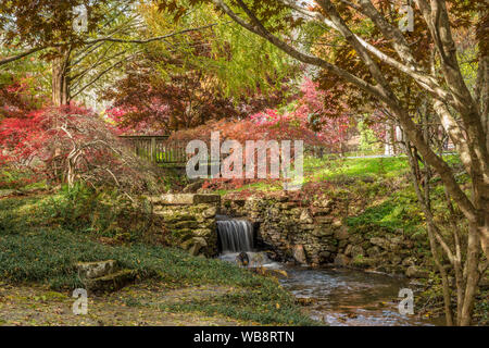 A creek flowing underneath the bridge spilling into a small waterfall with bright red maple trees on a sunny day in autumn Stock Photo