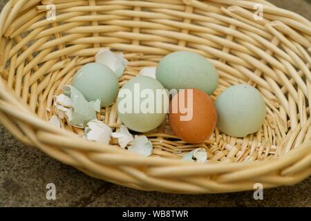 bowl with three green and one brown egg Stock Photo