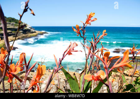 Bondi Beach / Australia: View on the coastline of Bondi Beach, Australia, with flowers in the foreground. Selective Focus Stock Photo
