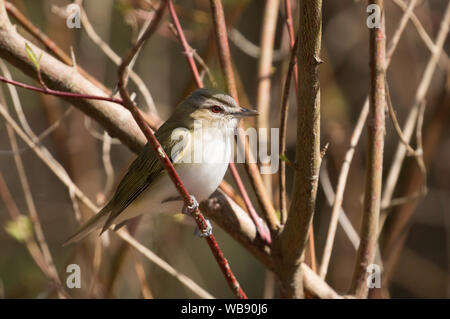 Closeup of songbird Red-eyed Vireo (Vireo olivaceus) perching in Red Osier Dogwood during spring migration,Ontario,Canada. Stock Photo