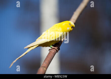 canary bird in a park Stock Photo