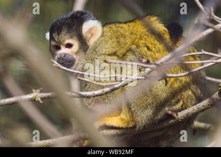 black-capped squirrel monkey  in a park Stock Photo