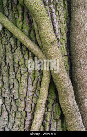 Ivy stems on an old forest tree trunk Stock Photo
