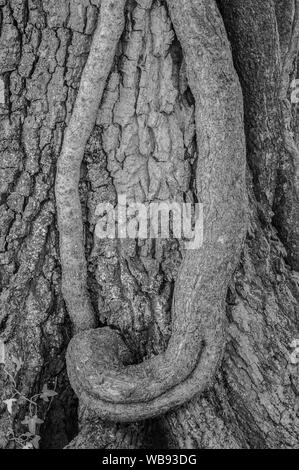 Ivy stems on an old forest tree trunk Stock Photo