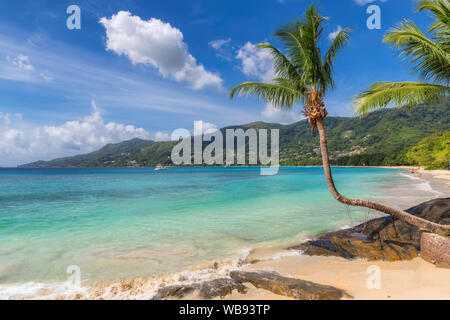 Coconut palm tree on tropical beach in Seychelles Stock Photo