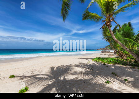 Paradise sandy beach with coconut palm trees and turquoise ocean waves Stock Photo