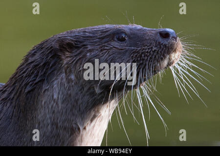 european otter swimming, eating and playing Stock Photo