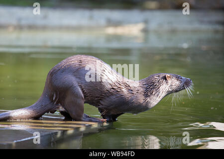 european otter swimming, eating and playing Stock Photo