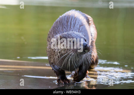 european otter swimming, eating and playing Stock Photo