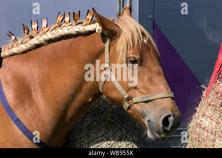 A Suffolk punch rare breed horse with tail braiding at the the Chipping Agricultural Show in Lancashire, UK Stock Photo