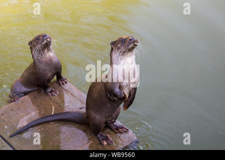 european otter swimming, eating and playing Stock Photo