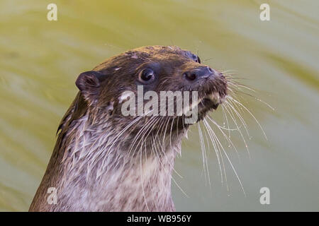 european otter swimming, eating and playing Stock Photo