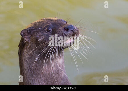 european otter swimming, eating and playing Stock Photo