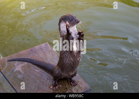 european otter swimming, eating and playing Stock Photo