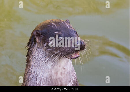 european otter swimming, eating and playing Stock Photo