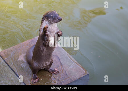 european otter swimming, eating and playing Stock Photo