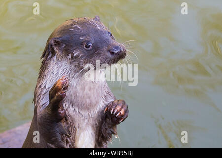 european otter swimming, eating and playing Stock Photo