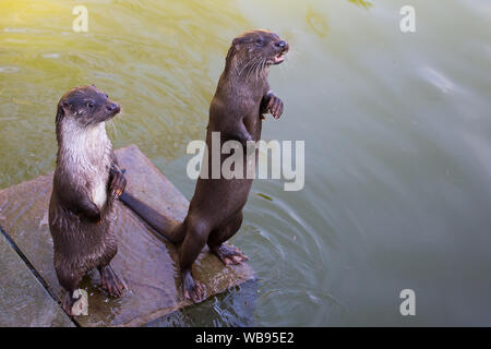 european otter swimming, eating and playing Stock Photo