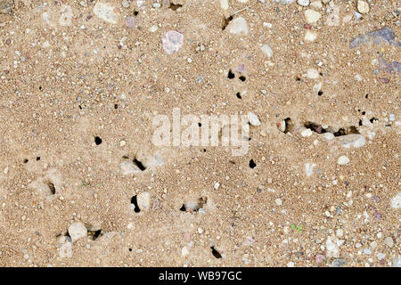 Traffic and entry caves of an anthill on the gravel footpath by home Stock Photo