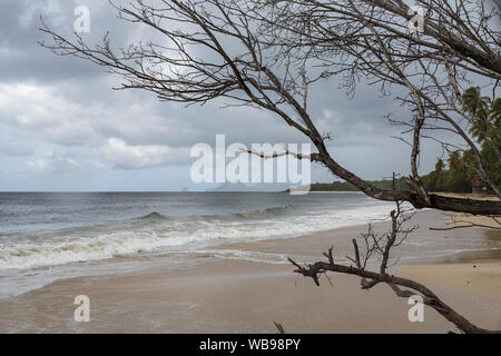 The beach of Les Salines near to Sainte Anne, Martinique. Stock Photo