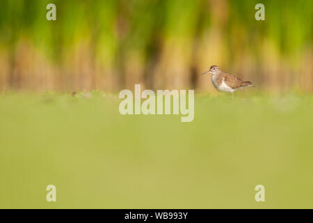 Common sandpiper (Actitis hypoleucos), habitat shot of small wading bird from a beautiful pond in South Moravia, Czech Republic Stock Photo