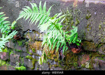 recaptured by nature, common worm fern in a wall. Dryopteris filix-mas also called real worm fern. Stock Photo