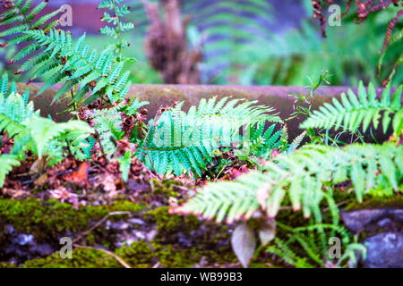 recaptured by nature, common worm fern, also real worm fern Dryopteris filix-mas on a wall Stock Photo