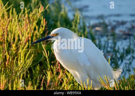 Snowy egret in wetlands close up Stock Photo