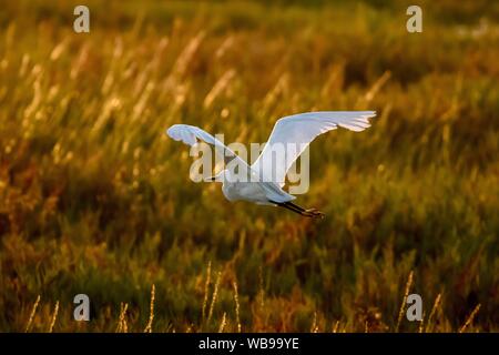 Snowy egret in flight over the wetlands Stock Photo