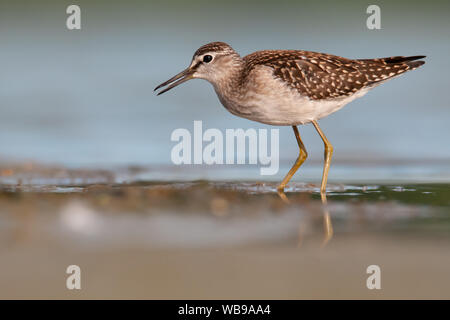 Wood sandpiper (Tringa glareola), a beautiful wading bird sitting by the shore of a pond, South Moravia, Czech Republic Stock Photo