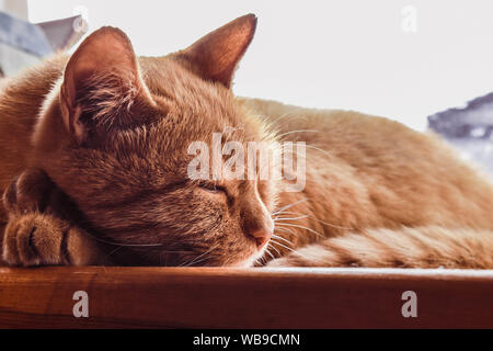 Red cat sleeps on the windowsill. Lovely cat relaxing. Stock Photo