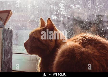 The red cat on the windowsill looks sideways. Stock Photo