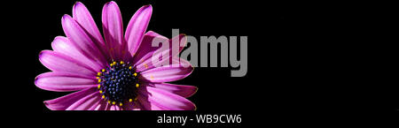 Closeup of a purple dimorphoteca flower (African daisy) in a black background with copy space Stock Photo