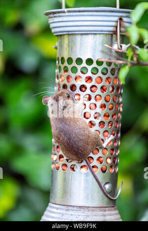 house mouse (Mus musculus) eating peanuts from a bird feeder in Lytham, Lancashire, England, UK