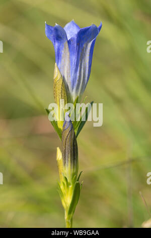 Marsh gentian (Gentiana pneumonanthe), a rare blue wildflower of wet heathland, Surrey, UK, flowering during August Stock Photo