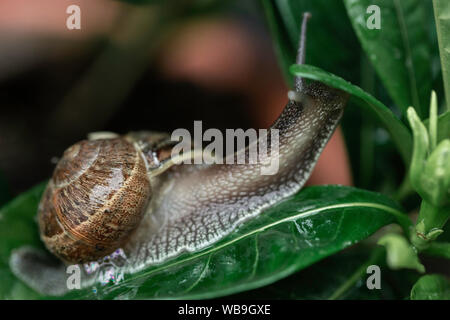 Closeup shot of the snail moving forward on green leaf Stock Photo